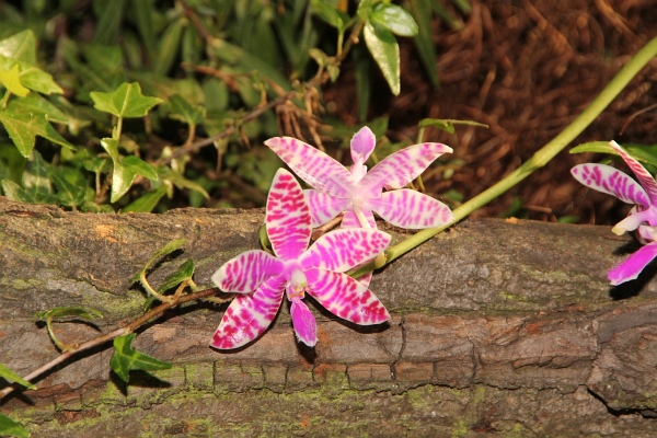 Phalaenopsis   035.jpg